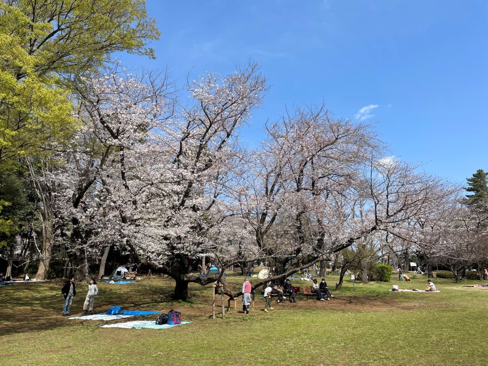 桜の開花について 4/5 | 千葉公園 芝庭 公式サイト